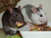Ratten fressen Körner aus einer standfesten Schale